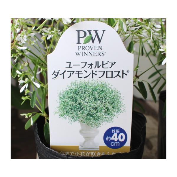 ユーフォルビア ダイヤモンドフロスト 苗 10 5cmポリポット ハクサン 2個セット Buyee Buyee Japanese Proxy Service Buy From Japan Bot Online