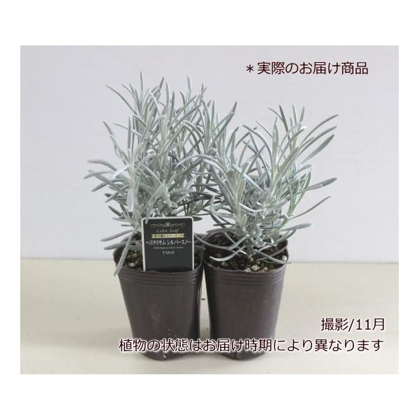 ヘリクリサム シルバースノー 寄せ植え カラーリーフ カラーラベル付き 7 5cmロングポット タキイ種苗 Buyee Buyee Japanese Proxy Service Buy From Japan Bot Online