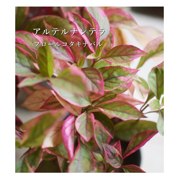 ペペロミア ロッソ 観葉植物 多肉植物 寄せ植え カラーリーフ リーフプランツ 光沢 カラーラベル付き 3号ポット 石川園芸 インテリア Buyee Buyee 日本の通販商品 オークションの代理入札 代理購入