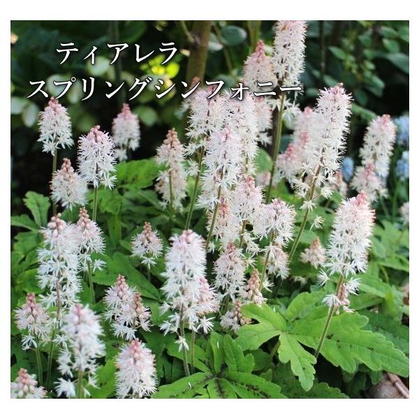 ティアレラ スプリングシンフォニー ヒューケラ 花苗 耐寒性多年草 12cmポット 庭植え 花苗 サカタ Buyee Buyee Japanese Proxy Service Buy From Japan Bot Online