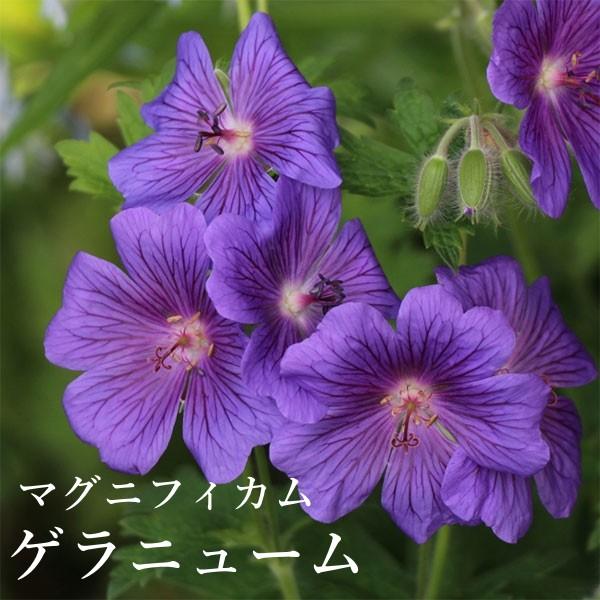 ソリッドファンデーション　ローカル　ボッコム　ニンナ　パラノイア ゲラニューム マグニフィカム 耐寒性宿根草 花苗 12cmポット サカタ