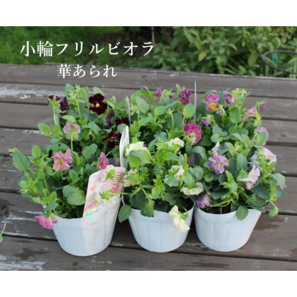 アガパンサス 二季咲き 5号 青 白 花苗 草花 タキイ 限定新商品 Buyee Buyee Japanese Proxy Service Buy From Japan Bot Online