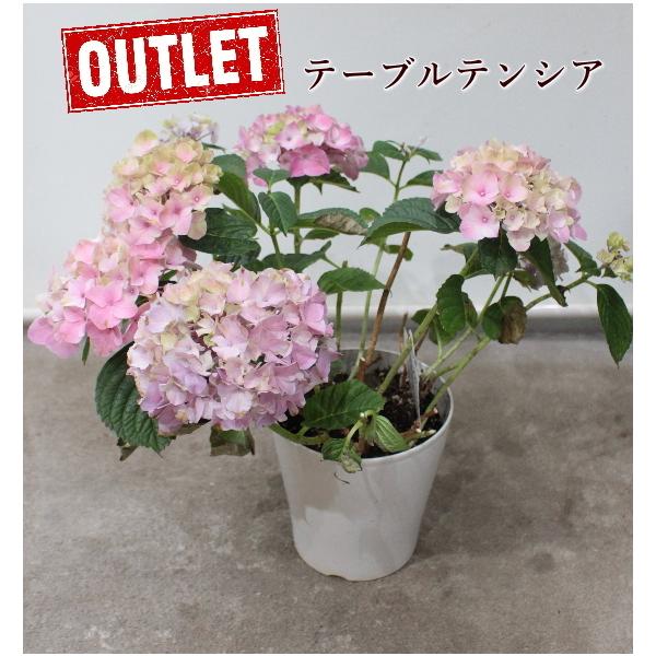 Sale 花付きなし カランコエ カランディ ピトンピンク 多年草 多肉植物 9 5cmラスターポット ハクサン Na 126 アグレアーブル花や 通販 Yahoo ショッピング