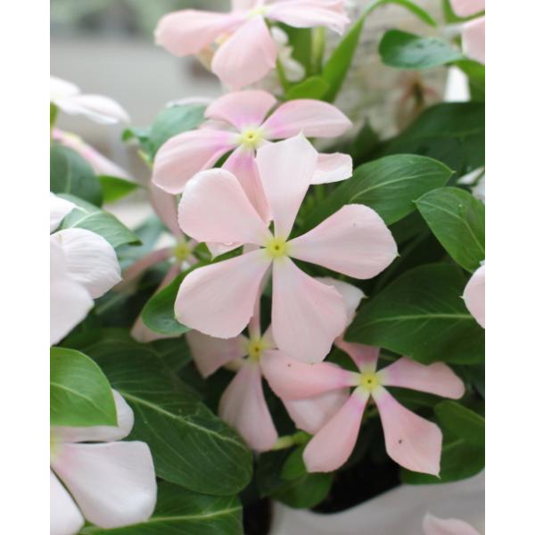 日々草 ビンカ さくらミルク 花苗 草花 夏の花 一年草 ニチニチソウ 3 5号 苗 珍しい 寄せ植え リース ハンギング 花壇 アンティーク Buyee Buyee 提供一站式最全面最專業現地yahoo Japan拍賣代bid代拍代購服務 Bot Online