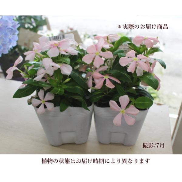 日々草 ビンカ さくらミルク 花苗 草花 夏の花 一年草 ニチニチソウ 3 5号 苗 珍しい 寄せ植え リース ハンギング 花壇 アンティーク Buyee Servis Zakupok Tretim Licom Buyee Pokupajte Iz Yaponii