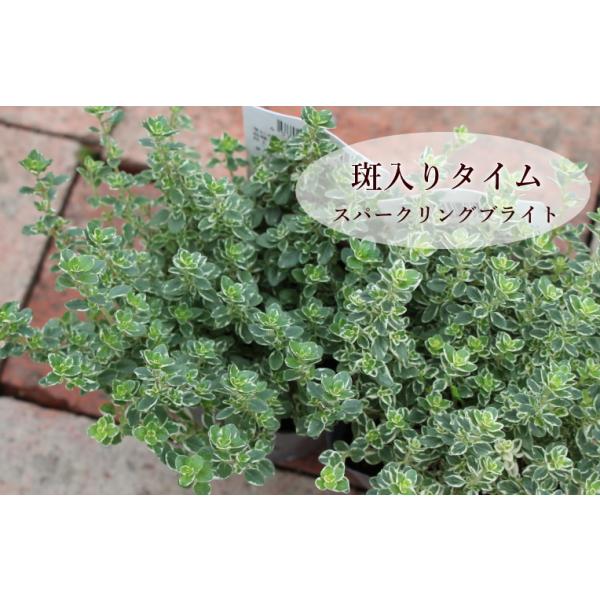 ハートかずら レディハート 3 5号ポット苗 観葉植物 多肉植物 Na 138 アグレアーブル花や 通販 Yahoo ショッピング