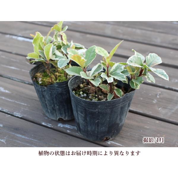ヤブコウジ 斑入り 3号ポット 2個セット 良株 寄せ植え 花苗 ガーデニング シェードガーデン ギャザリング Buyee Buyee Japanischer Proxy Service Kaufen Sie Aus Japan