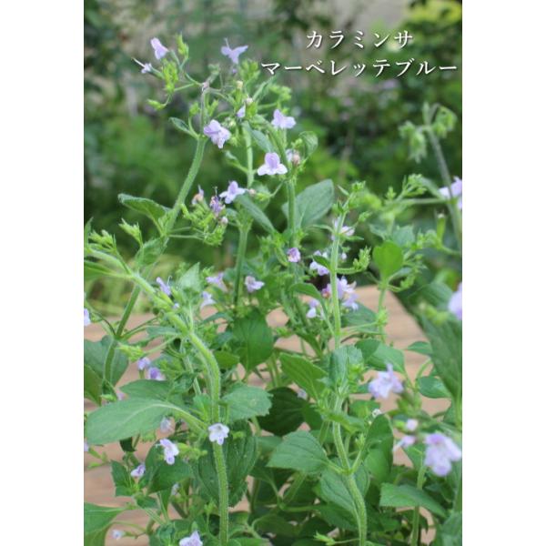 専用ページ　青花*3 サマー*1 カラミンサ マーベレッテブルー 3.5号ポット苗 耐寒性多年草 宿根草