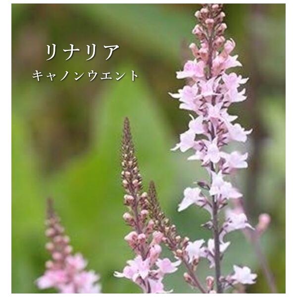 夏 花 多年草の人気商品 通販 価格比較 価格 Com