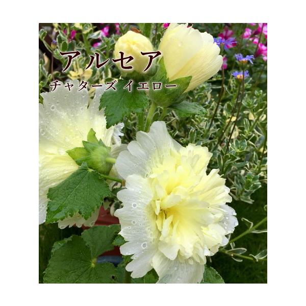 苗 タチアオイの人気商品 通販 価格比較 価格 Com