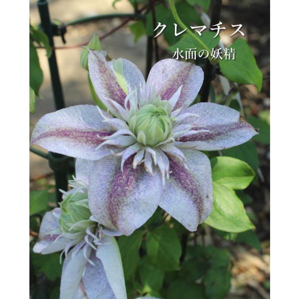 ベルノニア レターマニー 宿根草 耐寒多年草 3 5号苗 Na 231 アグレアーブル花や 通販 Yahoo ショッピング