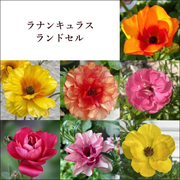ラナンキュラス ランドセル 4号 開花見込み株 耐寒性宿根草 球根植物