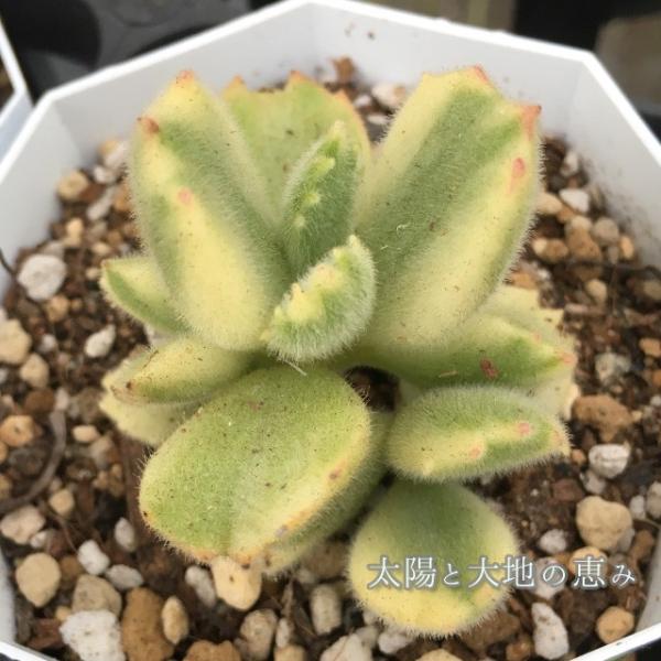 多肉植物熊童子錦白班斑入り２ ５号苗 Buyee Buyee 提供一站式最全面最專業現地yahoo Japan拍賣代bid代拍代購服務bot Online