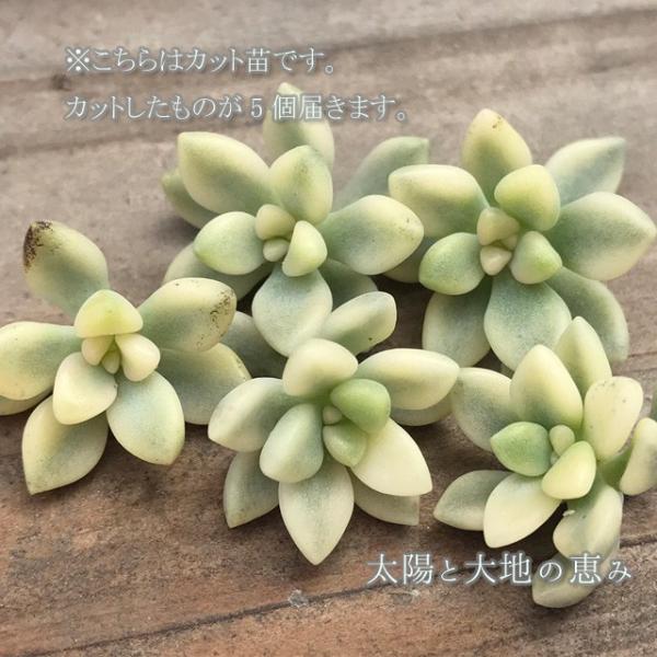 多肉植物姫秀麗錦斑入りグラプトペタルム属 Buyee Buyee 提供一站式最全面最專業現地yahoo Japan拍賣代bid代拍代購服務bot Online