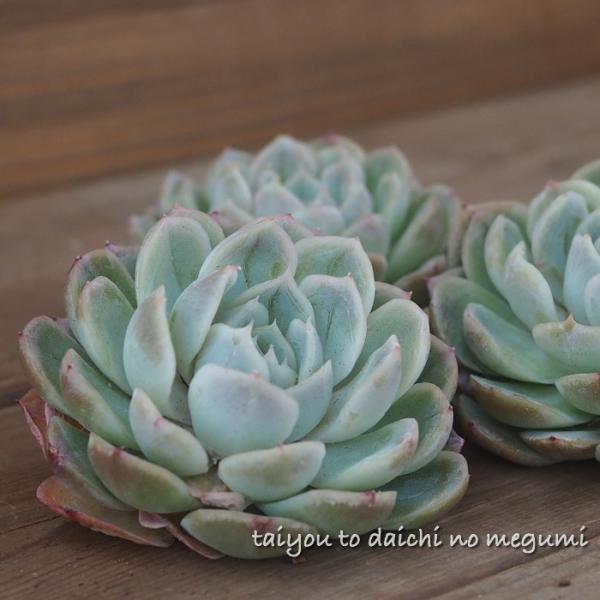 多肉植物 メキシカンスノーボール 抜き苗 エケベリア属 韓国苗 Buyee Servis Zakupok Tretim Licom Buyee Pokupajte Iz Yaponii