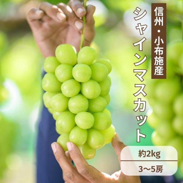 【長野県産】シャインマスカット 約2kg（3〜4房） 皮ごとパリッ！甘くてジューシー ギフトにおすすめ｜AgriUnion（アグリユニオン）