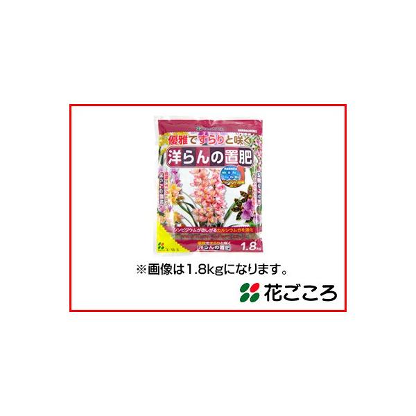 Ԃ Dłƍ炭 m̒u 500g x 35Zbg VrWEKvȃJVE𑽂z yςōɗDL@̂̌Ō^엿