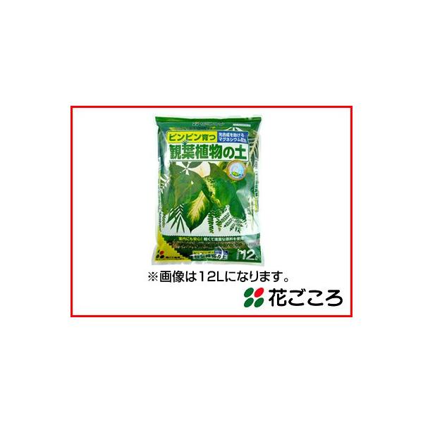 Ԃ ϗtA̓y 2L  20Zbg