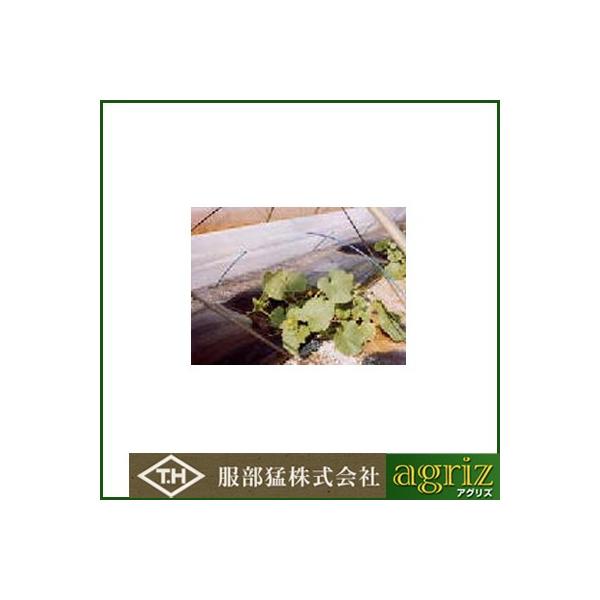 ҁi񂢁j glEcp sDz E01025 }G[X 180cm×100m