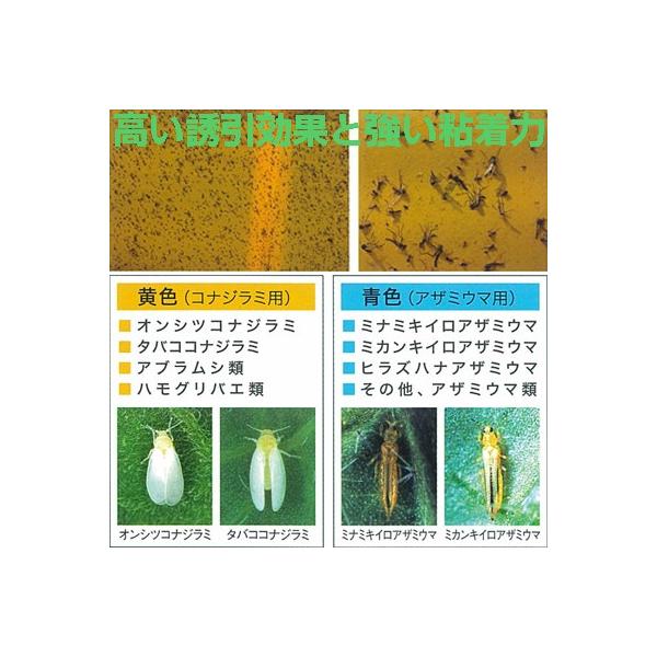 農薬 ホリバー ブルー 10枚 害虫モニタリング ヒラズハナアザミウマ ミナミキイロアザミウマ ミカンキイロアザミウマ Buyee Buyee Japanese Proxy Service Buy From Japan Bot Online