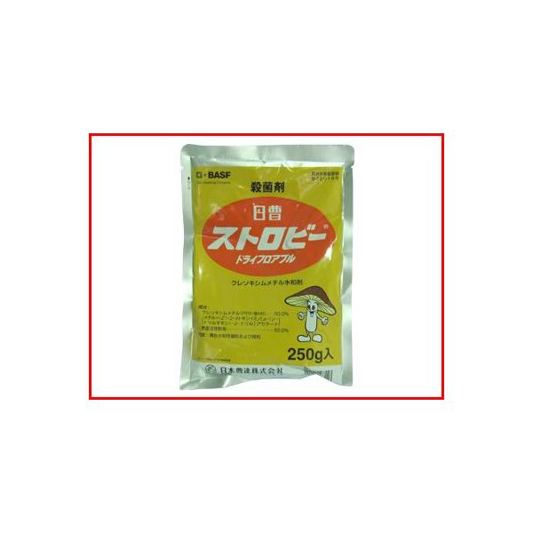 (_) Xgr[ hCtAu 250g (|p Eۍ)   a 񂫂 Ԃǂ ʎ p