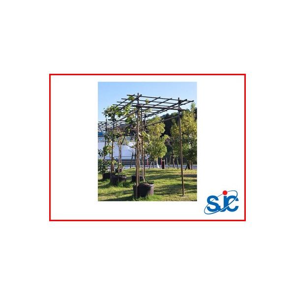 lOK ϐ ZLXC t[cp[S L 1.2×2.0×s2.4m isj ʎI Ԃǂ LEC Ђ傤 w`} 