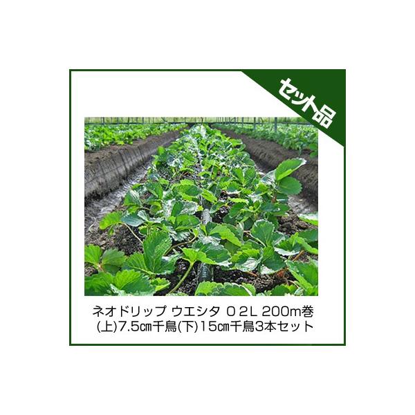 `[u lIhbv `[u Z_Ǝ lIhbv EGV^ OQL 200m ()7.5cm璹()15cm璹 3{Zbg `[u 󐅃`[u