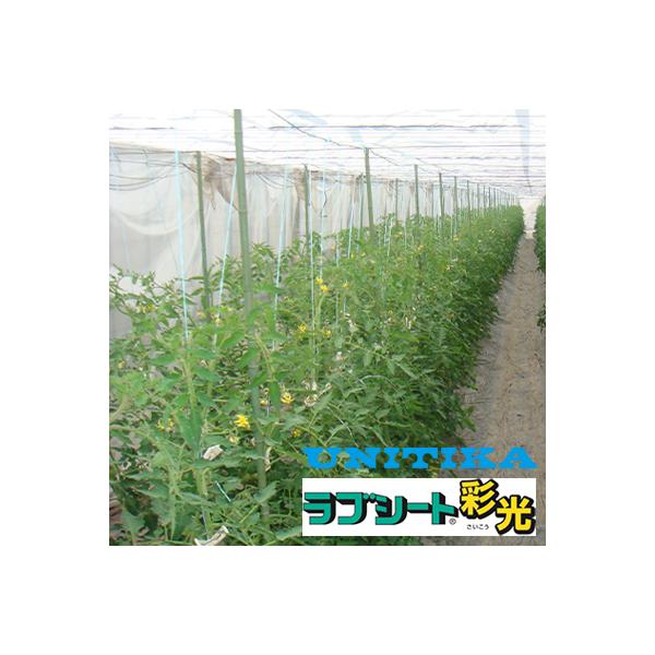 ���j�`�J ������J�[�e���p �s�D�z 60557FHZ ���u�V�[�g�̌� 300cm×100m 2�{��