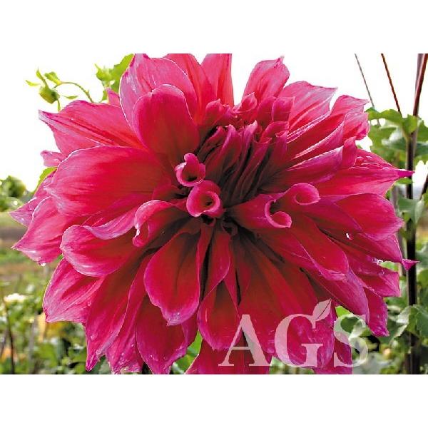 ダリア球根 エモリーポール Buyee Buyee Japanese Proxy Service Buy From Japan Bot Online