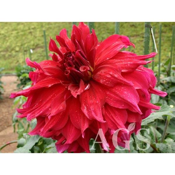 ダリア球根 必勝 ヒッショウ Da Ags 通販 Yahoo ショッピング