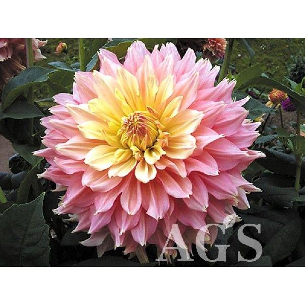 ダリア球根 母心 ハハゴコロ Www Arilab Com Tr Index Php