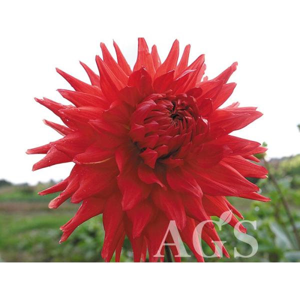 ダリア球根 サレブラティ Buyee Buyee 日本の通販商品 オークションの代理入札 代理購入