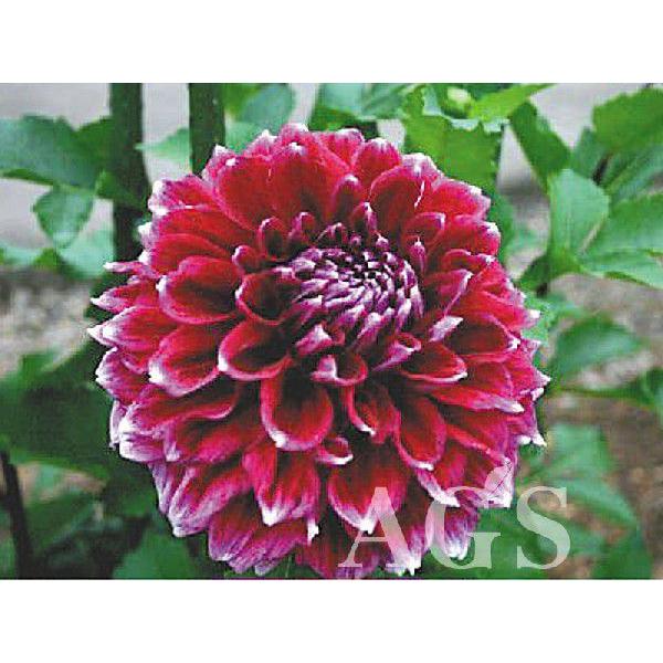 ダリア球根 夜空 ヨゾラ Da Ags 通販 Yahoo ショッピング