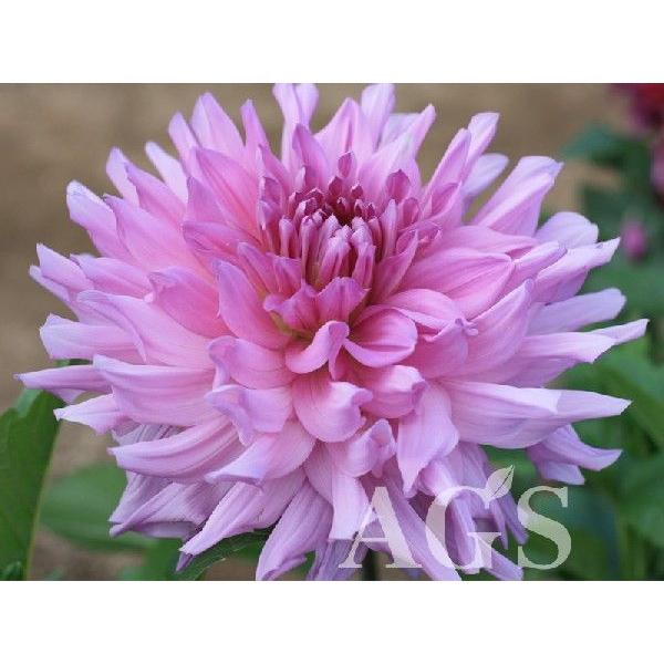 ダリア球根 栄冠 エイカン Buyee Buyee 日本の通販商品 オークションの代理入札 代理購入