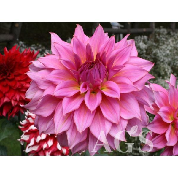 ダリア球根 グレースローズ Da Ags 通販 Yahoo ショッピング