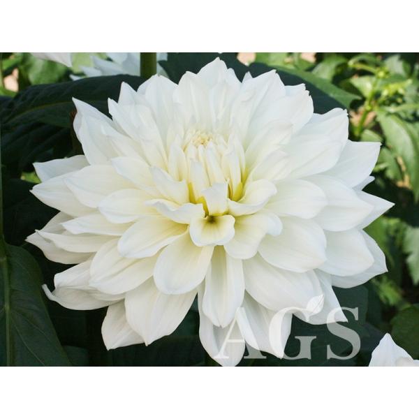 ダリア球根 ホーリーホワイト Buyee Buyee 日本の通販商品 オークションの代理入札 代理購入