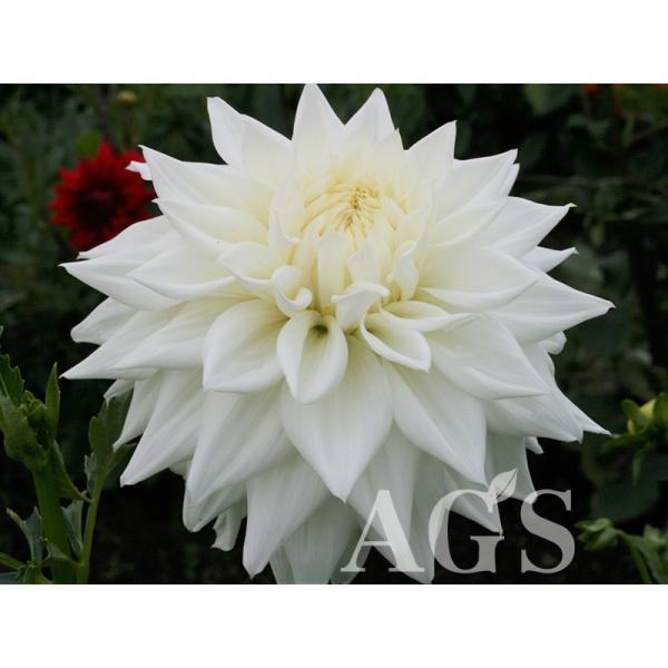 ダリア球根 銀世界 ギンセカイ Buyee Buyee 日本の通販商品 オークションの代理入札 代理購入