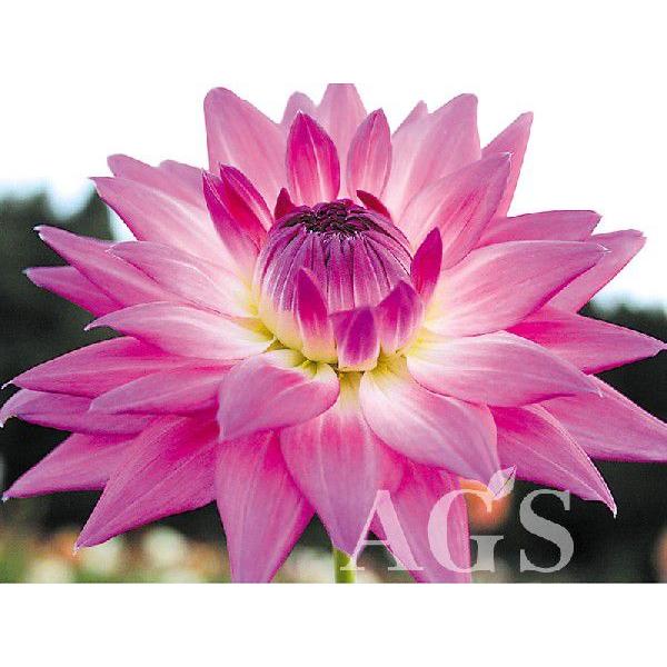 ダリア球根 虹 ニジ Da Ags 通販 Yahoo ショッピング