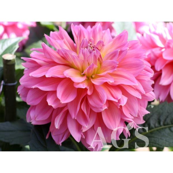 ダリア球根 テキーロ Buyee Buyee 日本の通販商品 オークションの代理入札 代理購入