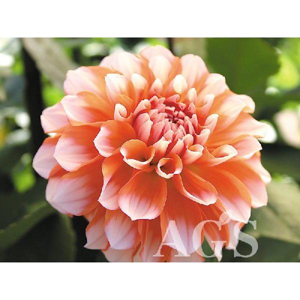 ダリア球根 ポートライトペアビューティー Da Ags 通販 Yahoo ショッピング