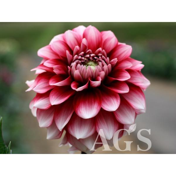 ダリア球根 恋金魚 コイキンギョ Buyee Buyee 일본 통신 판매 상품 옥션의 대리 입찰 대리 구매 서비스