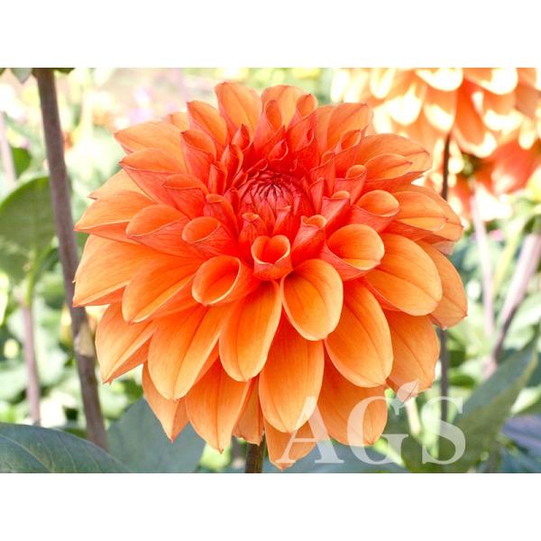 ダリア球根 シャイニーオレンジ Da Ags 通販 Yahoo ショッピング