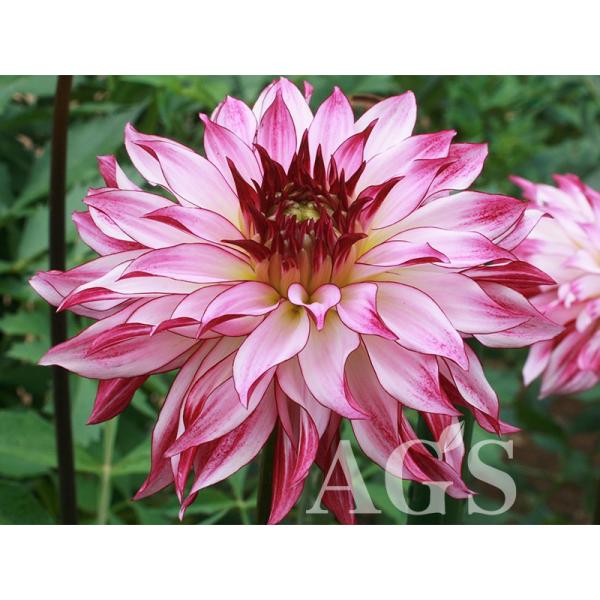 ダリア球根 シリウス Buyee Buyee 日本の通販商品 オークションの代理入札 代理購入