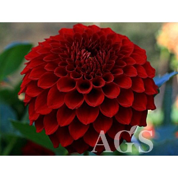 ダリア球根 炎球 エンキュウ Da Ags 通販 Yahoo ショッピング