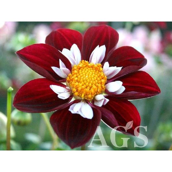 ダリア球根 メアリーエベリン Da Ags 通販 Yahoo ショッピング