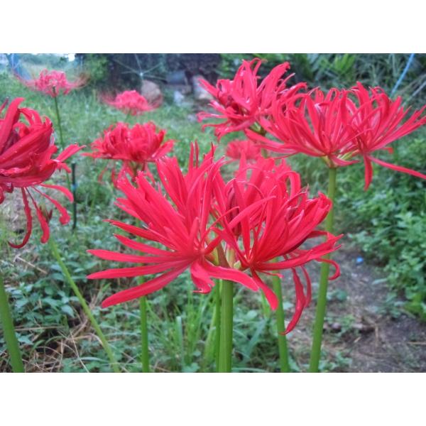 リコリス球根 八重咲きヒガンバナ やえざきヒガンバナ Buyee 日本代购平台 产品购物网站大全 Buyee一站式代购 Bot Online