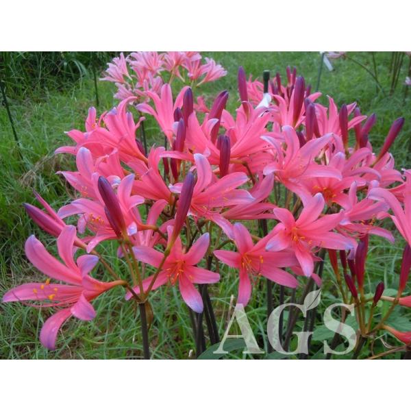 リコリス球根 スプレンギツネ Buyee Buyee Japanese Proxy Service Buy From Japan Bot Online