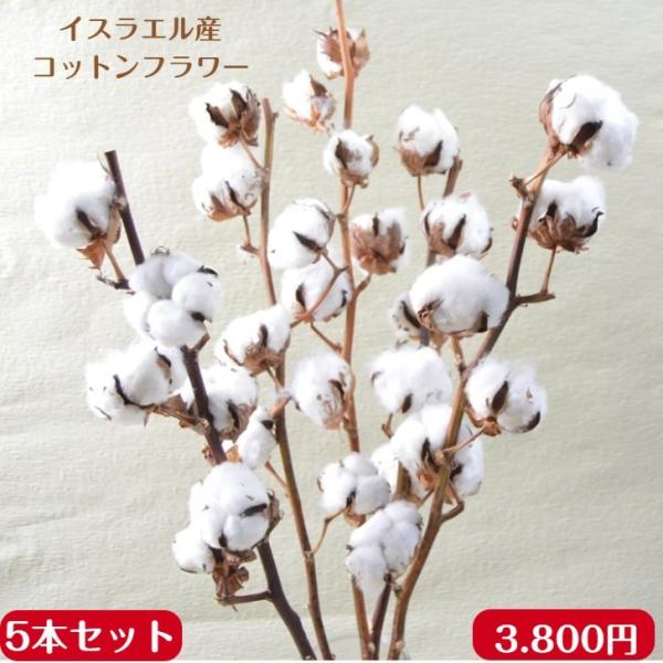 コットン ドライフラワーの人気商品 通販 価格比較 価格 Com
