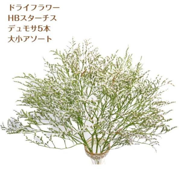 ドライフラワー 人気品種 素材 スターチス デュモサ 5本セット Doraisozai 005 花工房あぐり 通販 Yahoo ショッピング