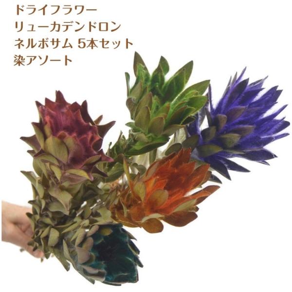 ドライフラワー 人気品種 素材 鷹の爪 唐辛子 5枝セット Doraisozai 13 花工房あぐり 通販 Yahoo ショッピング